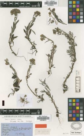 Senecio lorentzii Griseb. [type]
