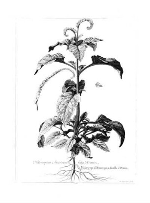 Heliotropium Americanum Foliis Hormini