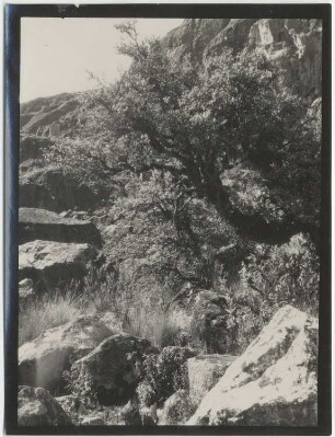 Polylepisgehölz in Cordillera Real