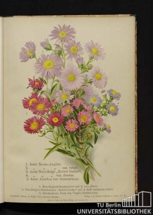 1. Aster Novae-Angliae. 2. Aster Novae-Angliae var. ruber. 3. Aster-Novae Belgii "Robert Parker". 4. Aster-Novae Belgii var. densus. 5. Aster Amellus var. bessarabicus. 1. Neu-England-Staudenaster und 2. rote Abart. 3. Neu-Belgien-Staudenaster "Robert Parker" und 4. dicht wachsende Abart. 5. Bessarabische Form von Virgil's Staudenaster.