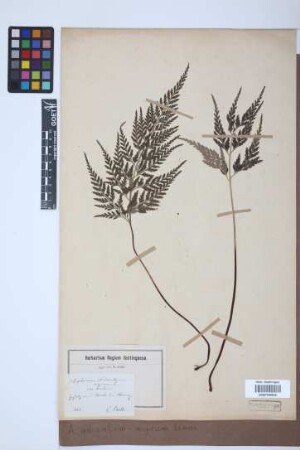 Asplenium adiantum-nigrum L.