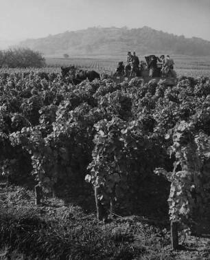 Archivfotografie "arbeit_wein_lese_11223"