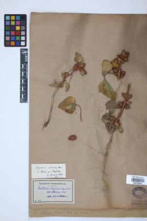 Xanthium albinum (Widder) Scholz