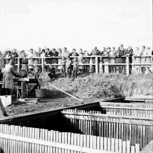Karpfenfest: Heimstättenstraße: an den Fischhältern (vorne): Karpfenverkauf: links Verkäufer an Holztisch, Waage, Kescher, Bottiche: oben Zuschauer an Straßengeländer, 10. Oktober 1965