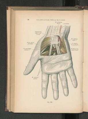 Fig. 581. Arcus volaris profundus. Tiefer Ast des N. ulnaris.