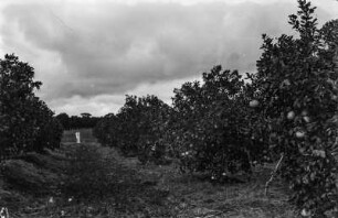 Grapefruit Plantage