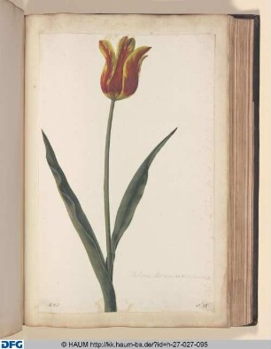 Tulipa, flore ex aureo et rubro vario.