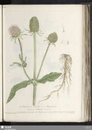 Le Chardon à Foulon ou à Bonnetier