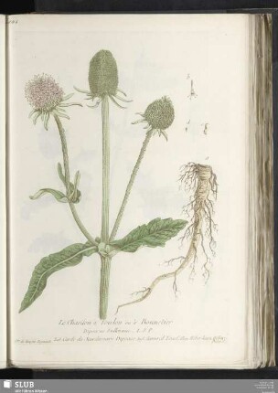 Le Chardon à Foulon ou à Bonnetier