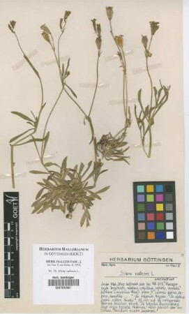 Silene vallesia L.