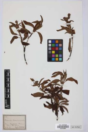 Rhodocistus berthelotianus Spach