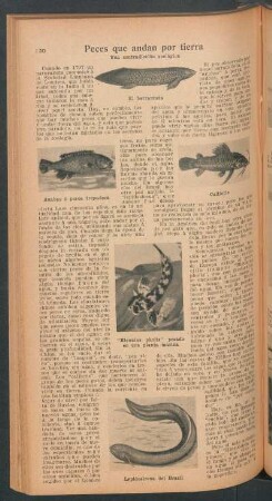 Peces que andan por tierra : Una contradicción zoológica