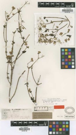 Praxelis clematidea (Griseb.) R.M.King & H.Rob. [syntype]
