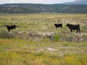 Schwarze Kühe in der Landschaft : Schwarze Kühe stehen auf einer Wiese am Highway US 12, aufgenommen am 17. August 2012