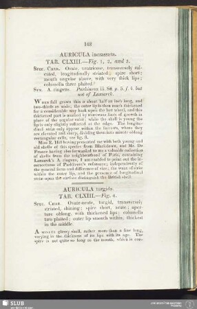Auricula incrassata. Tab. CLXIII. — Fig. 1, 2, and 3