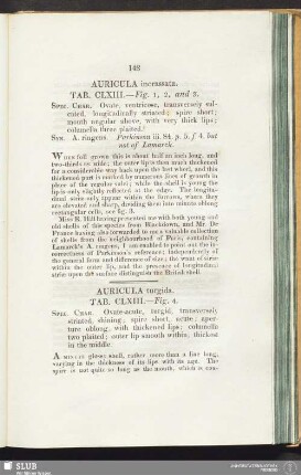 Auricula incrassata. Tab. CLXIII. — Fig. 1, 2, and 3