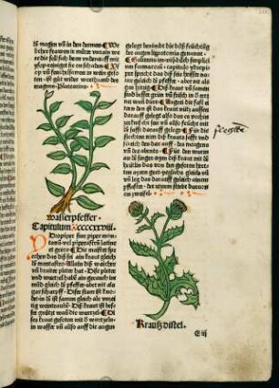 219r, Wasserpfeffer (428. Kapitel)