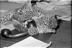 Besuch eines vier Monate alten Leoparden in der Redaktion der "BNN".
