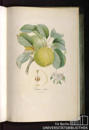 Pomme Suisse.