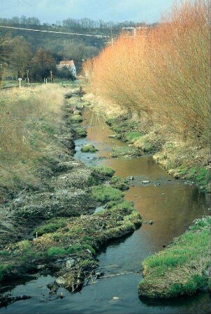 Wasserlauf mit Reihe junger Weidenschösslinge am rechten Ufer