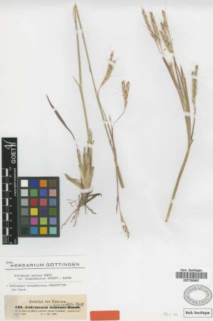 Andropogon gayanus Kunth var. bisquamulatus (Hochst.) Hack.[isotype]