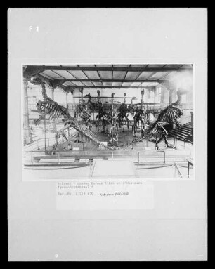 Ständige Ausstellung von Dinosaurierskeletten
