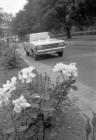 Rose am Straßenrand.