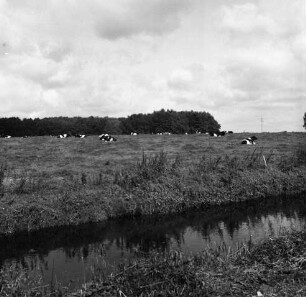 Stegen: Alster: Landwirtschaft: Rinderherde auf Weide: im Hintergrund Waldgebiet