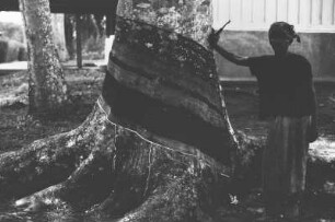 Gezapfter Baum : Arbeiter an einem Kautschukbaum mit abgelöster Rinde