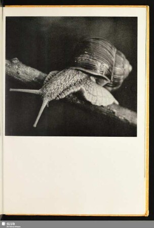 [Weinbergschnecke]