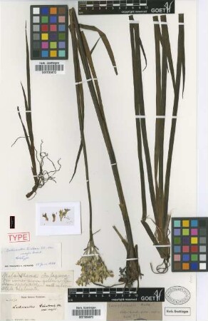 Lachnanthes tinctoria Elliott var. major Griseb.[holotype]