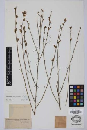 Rhodorhiza virgata Webb & Berth.