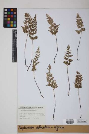 Asplenium adiantum-nigrum L.