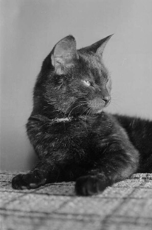 Schwarze Katze