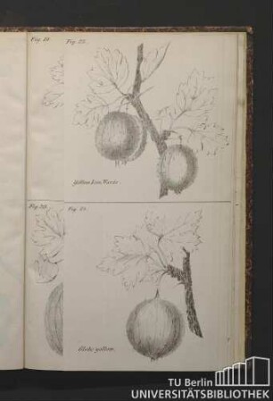 Fig. 19. Two to one, Whittaker's - Fig. 24. Globe yellow.