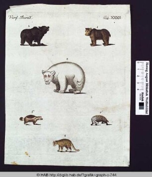 Verschiedene Tiere.