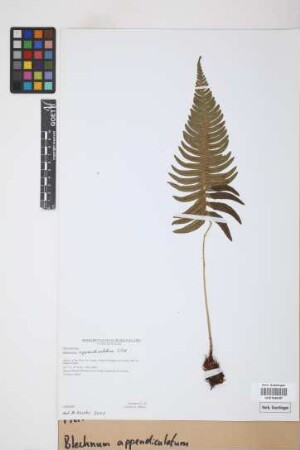 Blechnum appendiculatum Willd.