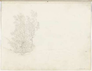 Lorbeerbaum
