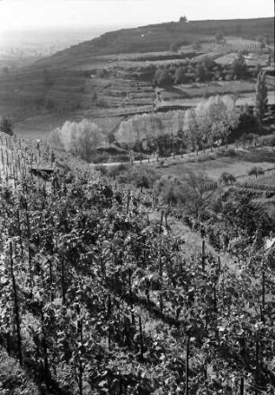 Ihringen: Weinberg, Hintergrund durchlichtete Baumgruppe