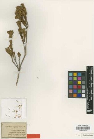 Agathosma gonaquensis Eckl. & Zeyh. [type]
