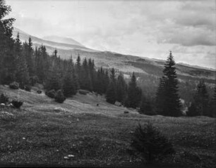Bewaldeter Berghang : Blick über einen bewaldeten Berg