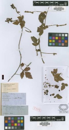 Paullinia fuscescens Kunth fo. Radlk. velutina[syntype]