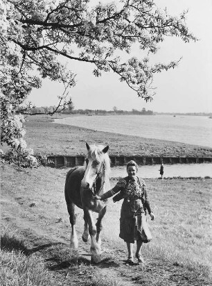 Vierlanden (Hamburg-Bergedorf). Eine Bäuerin führt am Elbdeich ein Pferd am Zügel