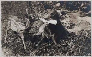 Vizemutter / Rehkitzchen und Ziehmutter : Jagdhund füttert ein Rehkitz mit der Milchflasche, aus der Tierhaltung der Fotografin. Bromsilberpapier, braun getont