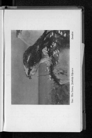 Seeadler