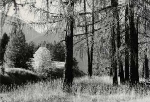 Herbststimmung am Waldesrand