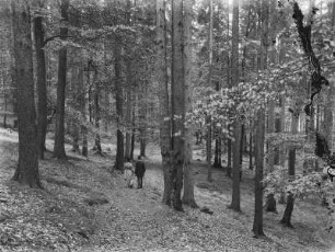 Paar auf einem Waldspaziergang bei Schwarzenberg