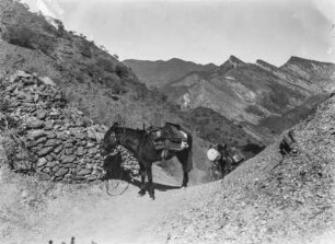 Maultier im Gebirge (Bolivienreisen Schmieder 1924-1925)