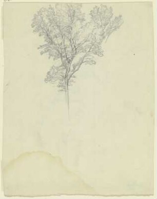 Baum