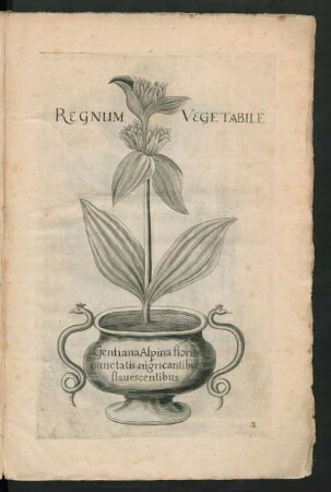 Regnum Vegetabile Gentiana Alpina